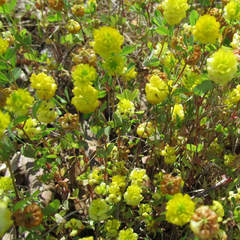 Trifolium campestre