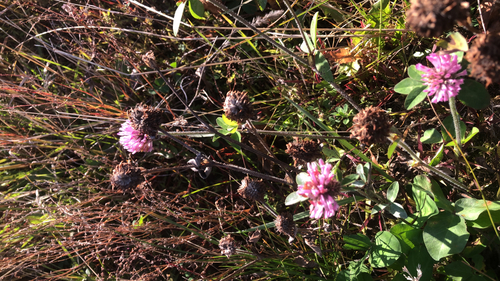 Red Clover