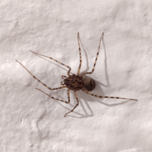 Common Spitting Spider