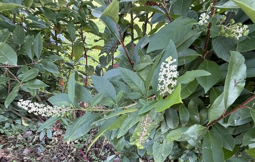 American pokeweed
