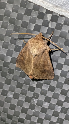 Bronzed Cutworm Moth