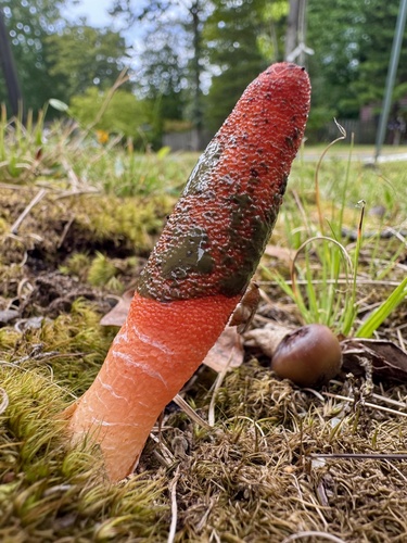 devil's dipstick
