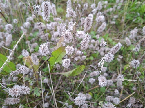 rabbitfoot clover