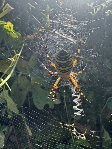 Wasp Spider
