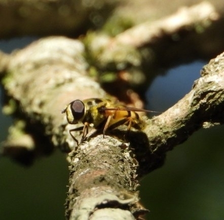 Yellow-haired Sun Fly