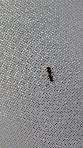 Common Citronella Ant