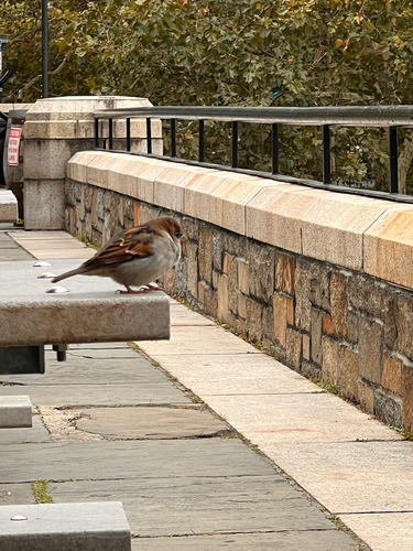 House Sparrow