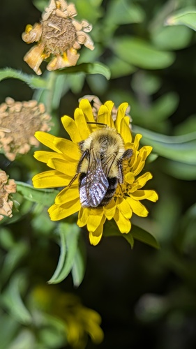 Common Eastern Bumble Bee