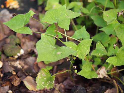 Tartarian Buckwheat