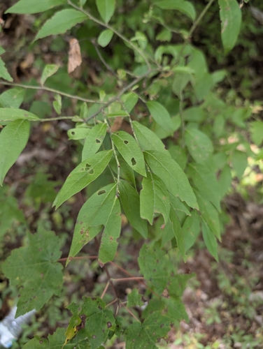Vaccinium myrtilloides, photograph 4