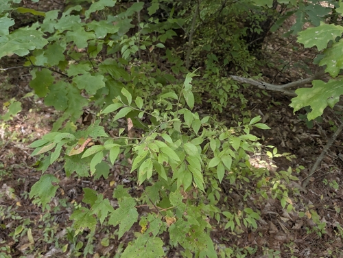 Vaccinium myrtilloides, photograph 5