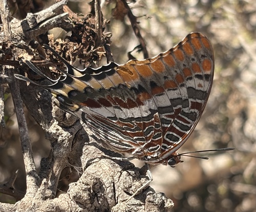 Two-tailed Pasha
