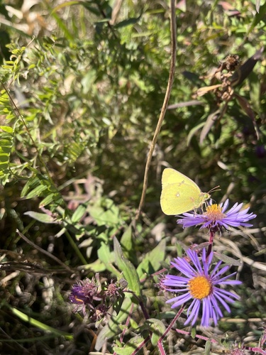 Clouded Sulphur