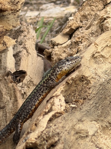 Bocage's Wall Lizard