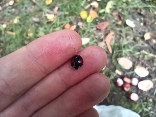Asian Lady Beetle