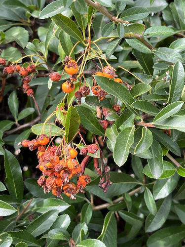 Firethorn