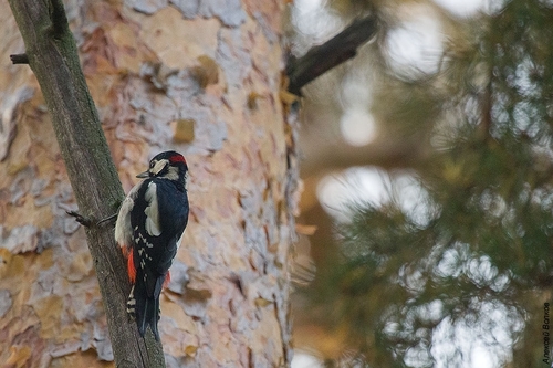 Great Spotted Woodpecker