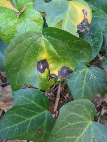 Phoma observed 2026-09-24