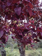 Euphorbia cotinifolia