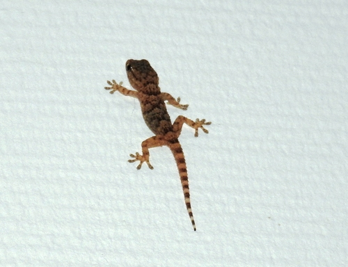 Moorish Gecko