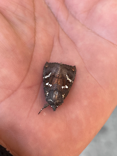 Ironweed Stem Borer Moth
