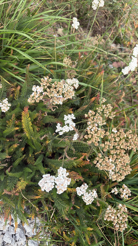 common yarrow