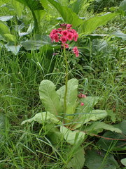 Primula japonica
