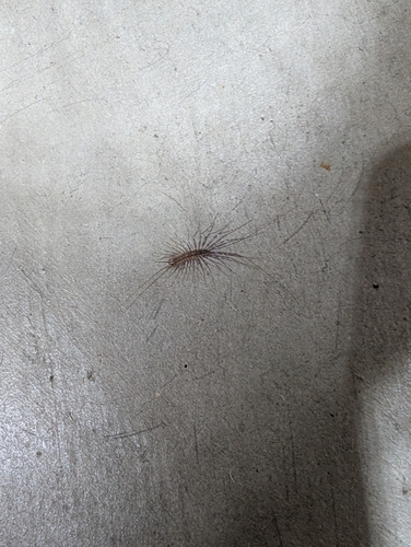 House Centipede