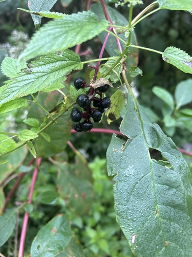 American pokeweed
