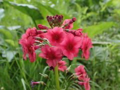 Primula japonica