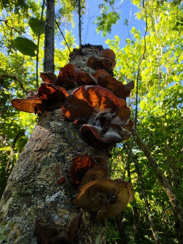 Ear fungus