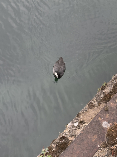 Eurasian Coot