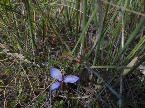 Patersonia fragilis