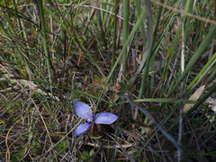 Patersonia fragilis