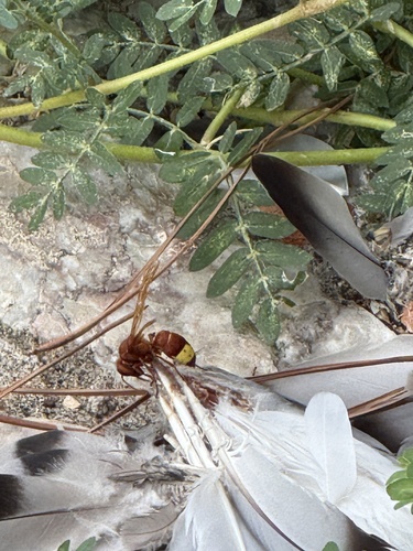 Oriental Hornet
