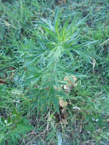 Artemisia verlotiorum