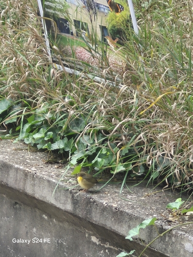 Common Yellowthroat