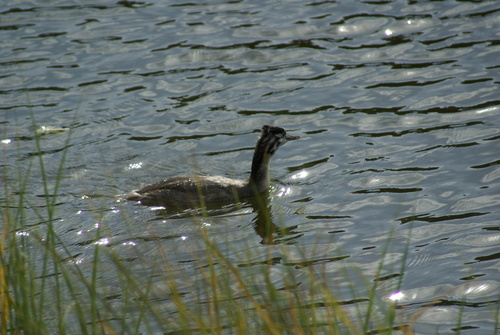 Great Crested Grebe