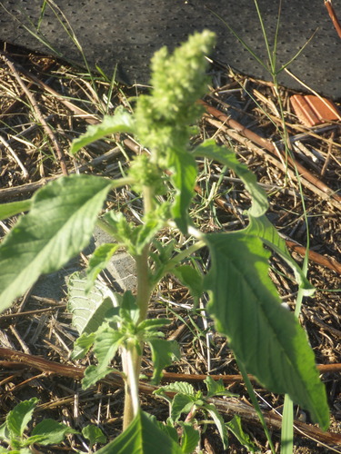 Amaranthus retroflexus, photograph 4