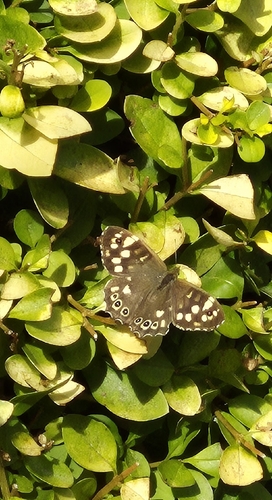 Speckled Wood