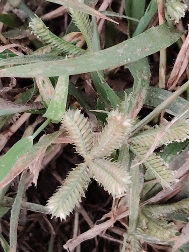 Durban Crowfoot