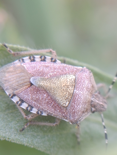Sloe Bug