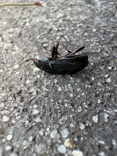 Dark-footed Harp Ground Beetle