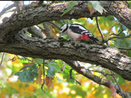 Great Spotted Woodpecker