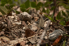 Sceloporus variabilis