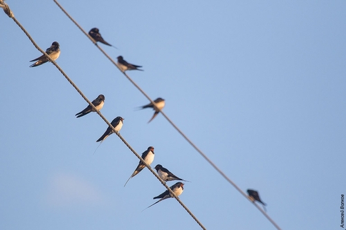 Barn Swallow