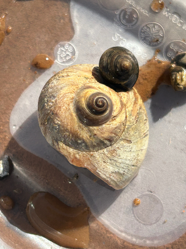 Northern Moonsnail