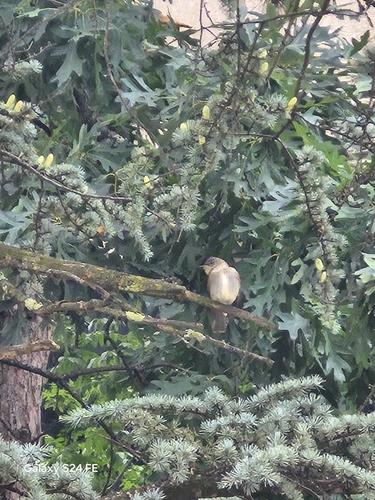 Eastern Wood-Pewee