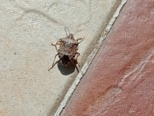 Brown Marmorated Stink Bug