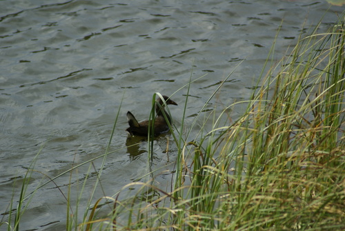 Eurasian Moorhen
